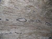 Albums/20060200-New Zealand 2006/20060318-Kaikiura/81